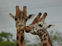 Zoo d'Amn�ville : Bisou Girafe
