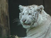 Zoo d'Amn�ville : Tigre blanc
