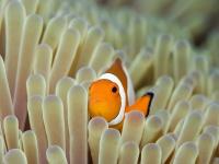 An�mone & poisson-clown