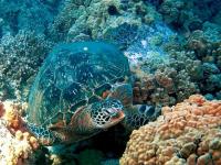 Tortue verte