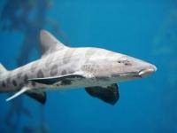 Requin l�opard