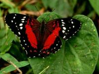 Papillon rouge et noir