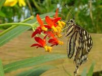 Papillon butineur
