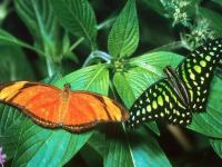 Papillons en duo