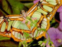 Papillon multicolore