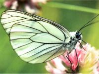 Papillon blanc