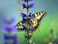 Papillon sur Delphinium bleu