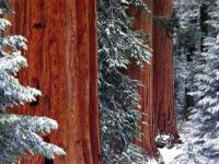 Forêt dans la neige