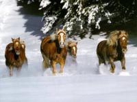 Chevaux en hiver