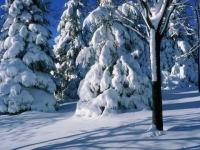 Sous le poids de la neige