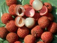 Litchi, cerisier de Chine