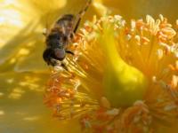 Abeille butineuse
