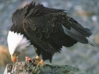 Aigle