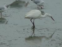 Aigrette