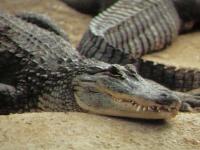 Alligator