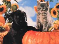 Amitié Halloween