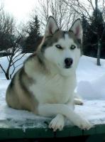 Anouk