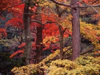 Arbres flamboyants