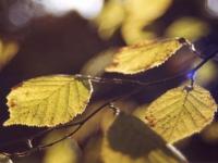 Automne