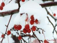Baies d'hiver