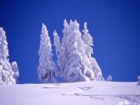 Sapins blancs