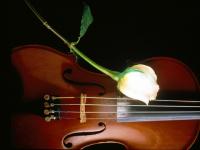 Violon