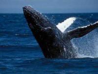 Baleine