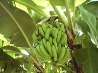 Bananes