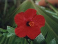 Ibiscus - 1