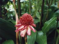 Rose de Porcelaine