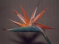 Oiseau du Paradis