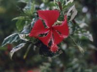 Ibiscus - 2