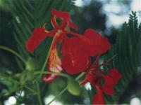 Flamboyant