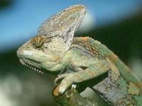 Caméléon