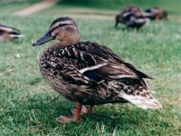 Canards