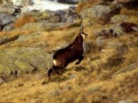 Chamois
