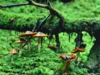 Champignons