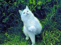 Chat