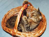 Chat