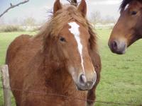 Chevaux