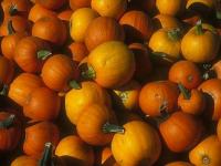 Citrouilles