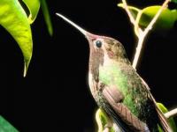 Colibri
