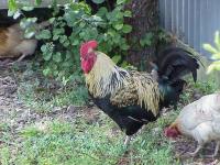 Coq