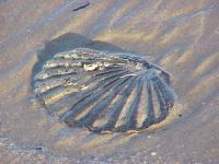 Coquille Saint Jacques