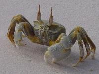 Crabe