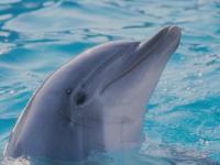 Dauphin