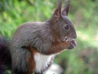 Ecureuil du Granois