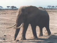L'éléphant qui trompe
