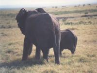 Eléphants sur le départ