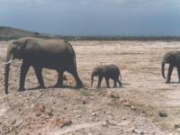 Eléphants en voyage